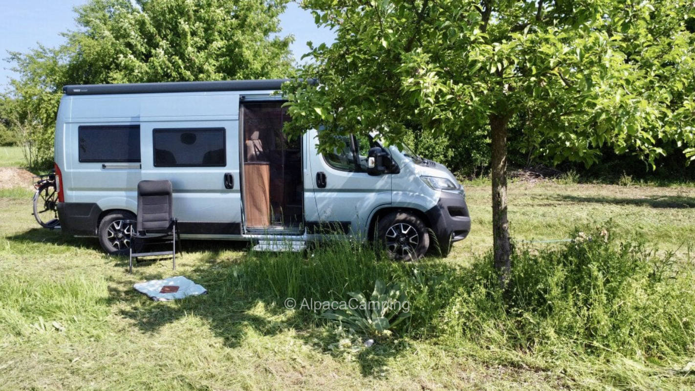 Scattered orchard with a lot of space #1