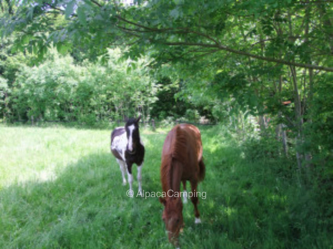 Verweilen und Natur genießen, wo die Pferde Besucher begrüßen #2