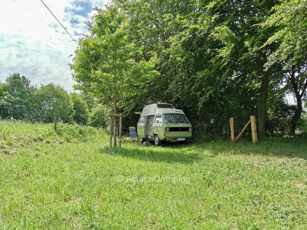 Fruit meadow at the Issel #1