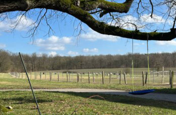 Camping mit Blick auf die Alpakaweide