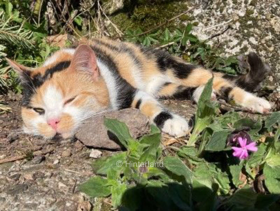 Bauernhoferlebnis, do sage Fuxs und Has gudnochd