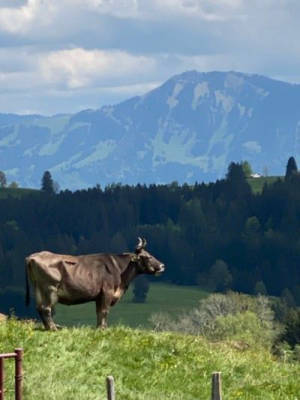 Camping mit Bergblick Nagelfluhkette