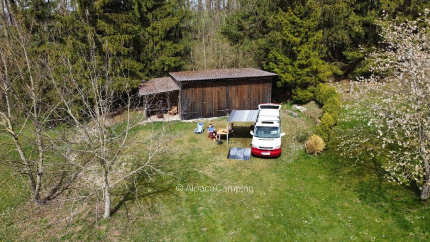 Orchard meadow with sun until evening #1