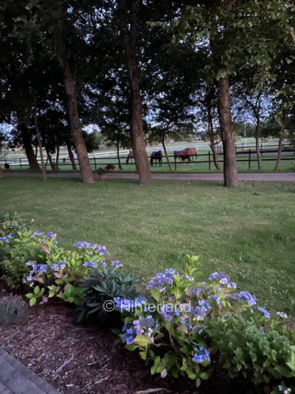 Horse farm in the north of North Friesland