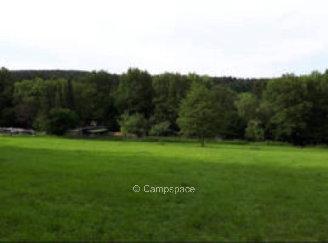 Wild meadow in forest