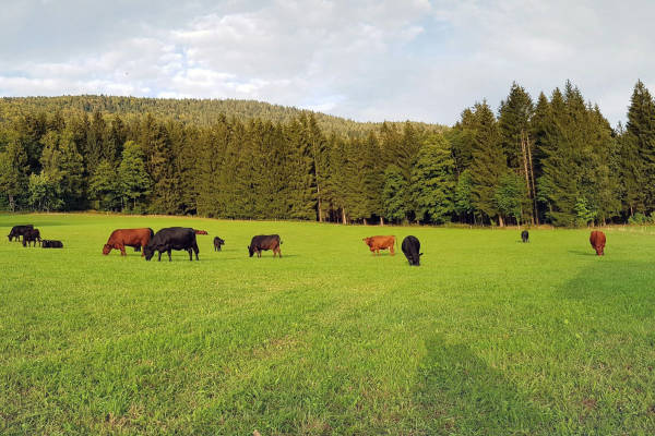 Zwischen berg und kuh beim stefan