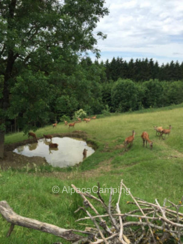 Time out at deer enclosure #3