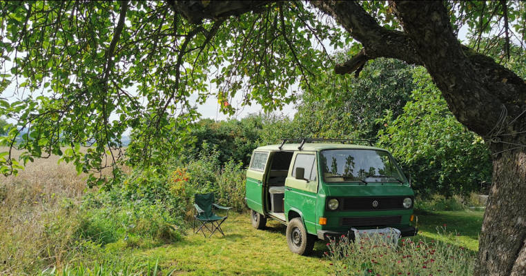 Meadow under fruit trees