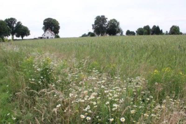 On the edge of the field near the Teutoburg Forest