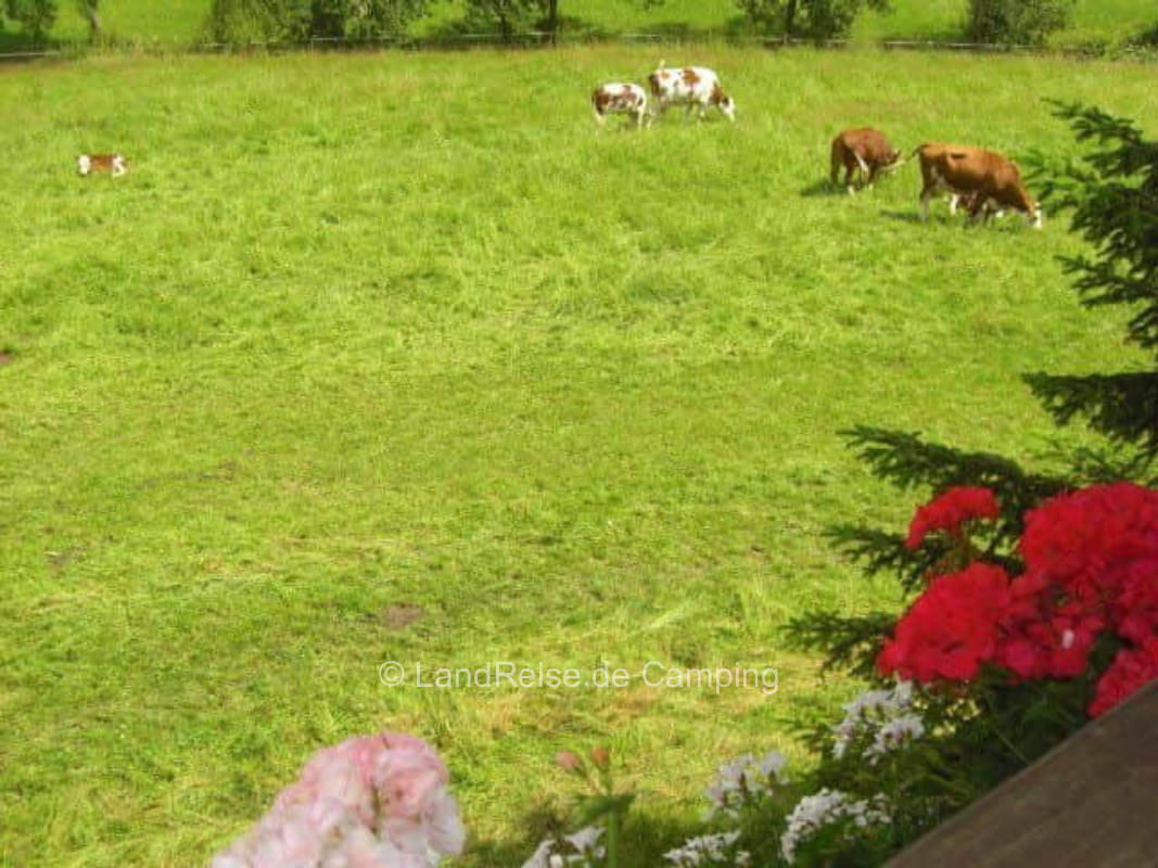 Pitch with a view of the countryside and chickens as neighbors