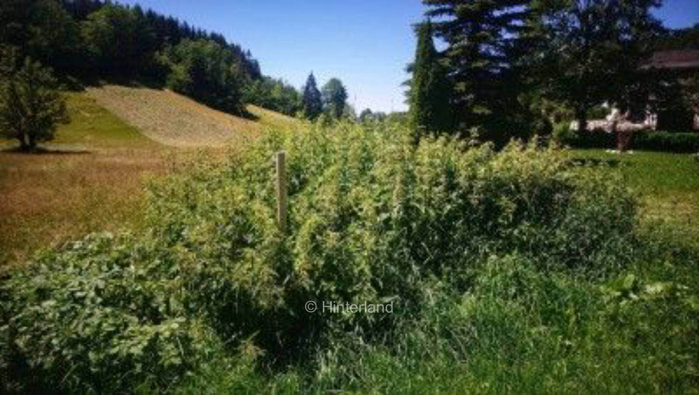 Zelt- oder Zeltplatz direkt am Ötscher