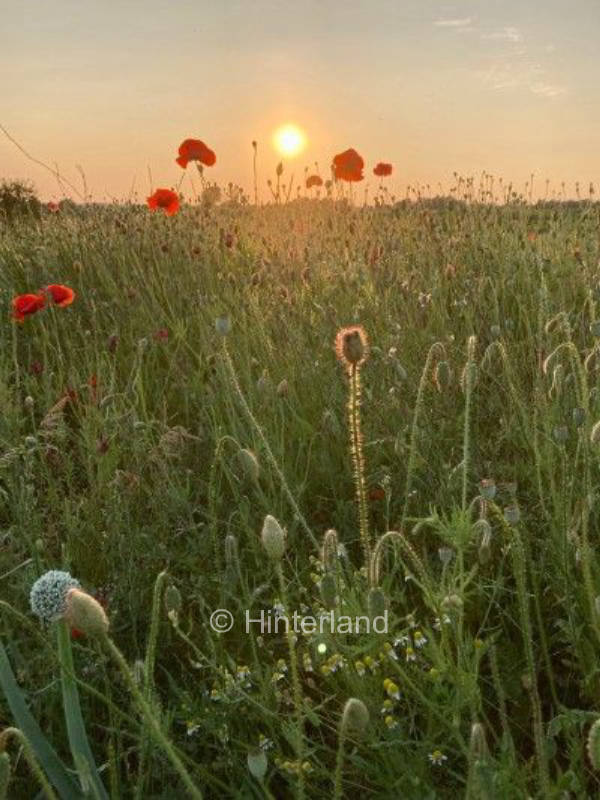 Streuobstwiese am Resthof mit Feldblick