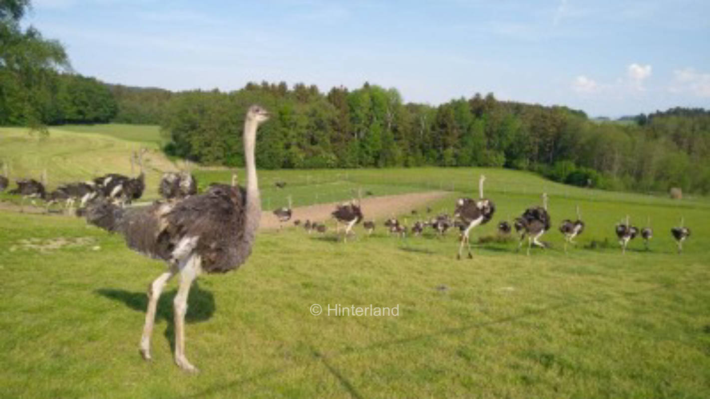Urlaub auf dem Straußenhof im Chiemgau