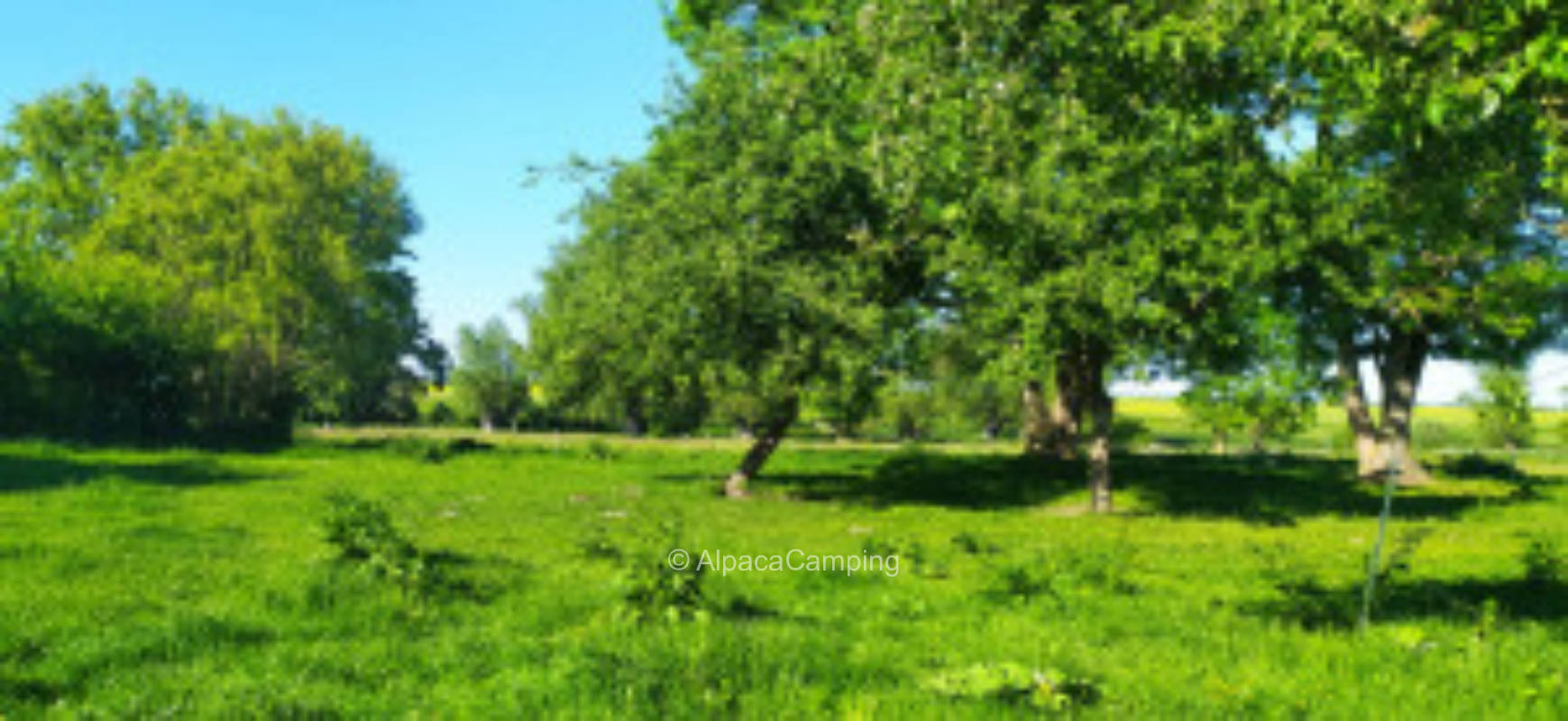 Idyllic meadow next to the Baltic Sea stud #3
