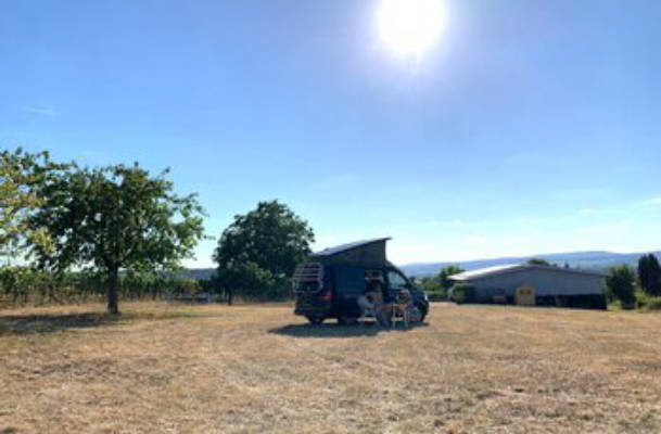 Zwischen Weinbergen und Rheinblick