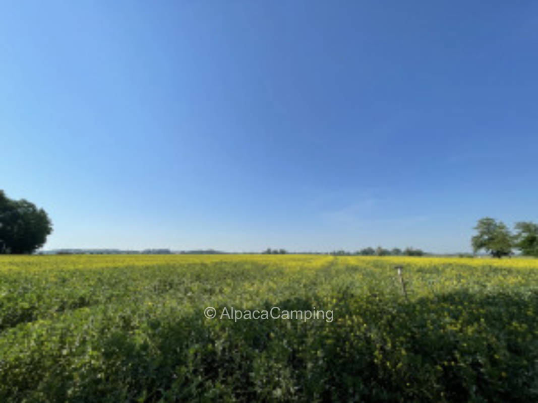 Pitch at the farm - Sunny coastal meadow with wide view over the field #2