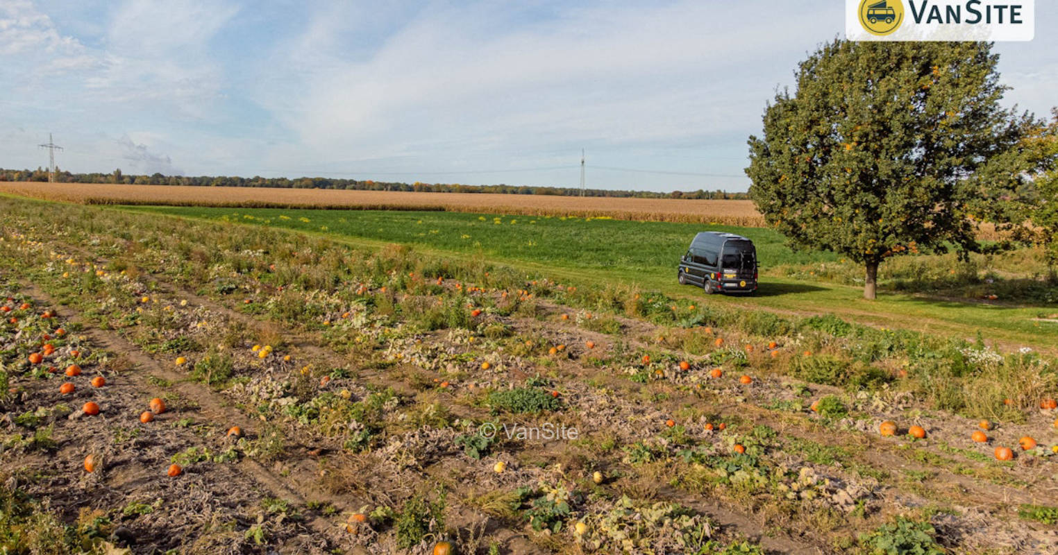 Platz unter einer Eiche