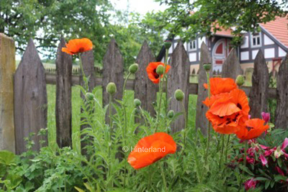 Camping with the wild herbs #2