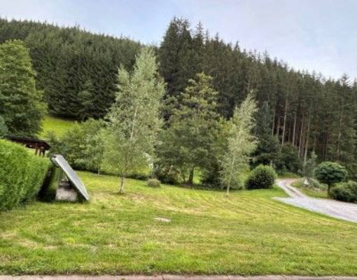 Wunderschöne Wiese umgeben von Wald und Natur