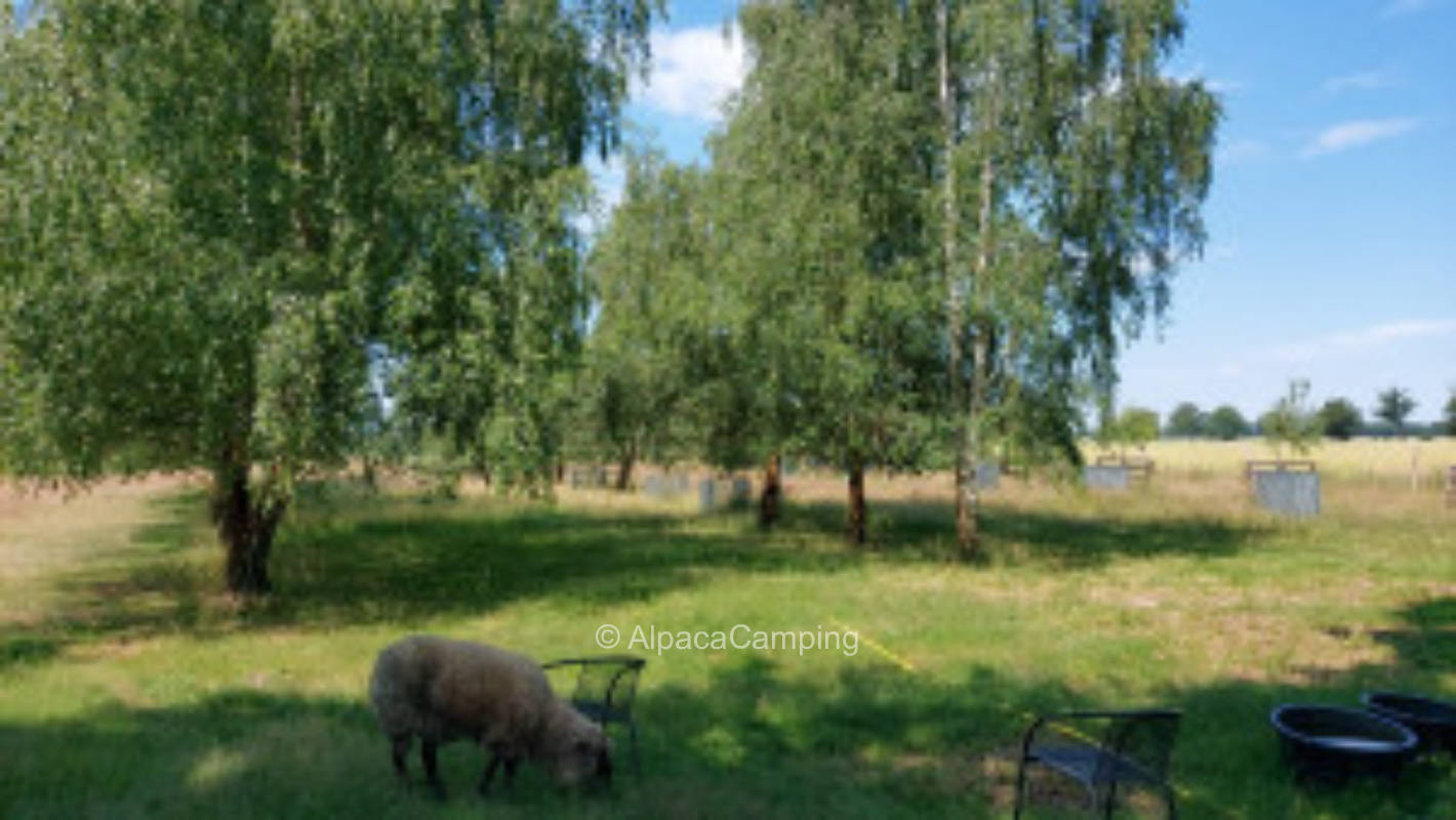 Time out in the Elbe Valley meadows #2