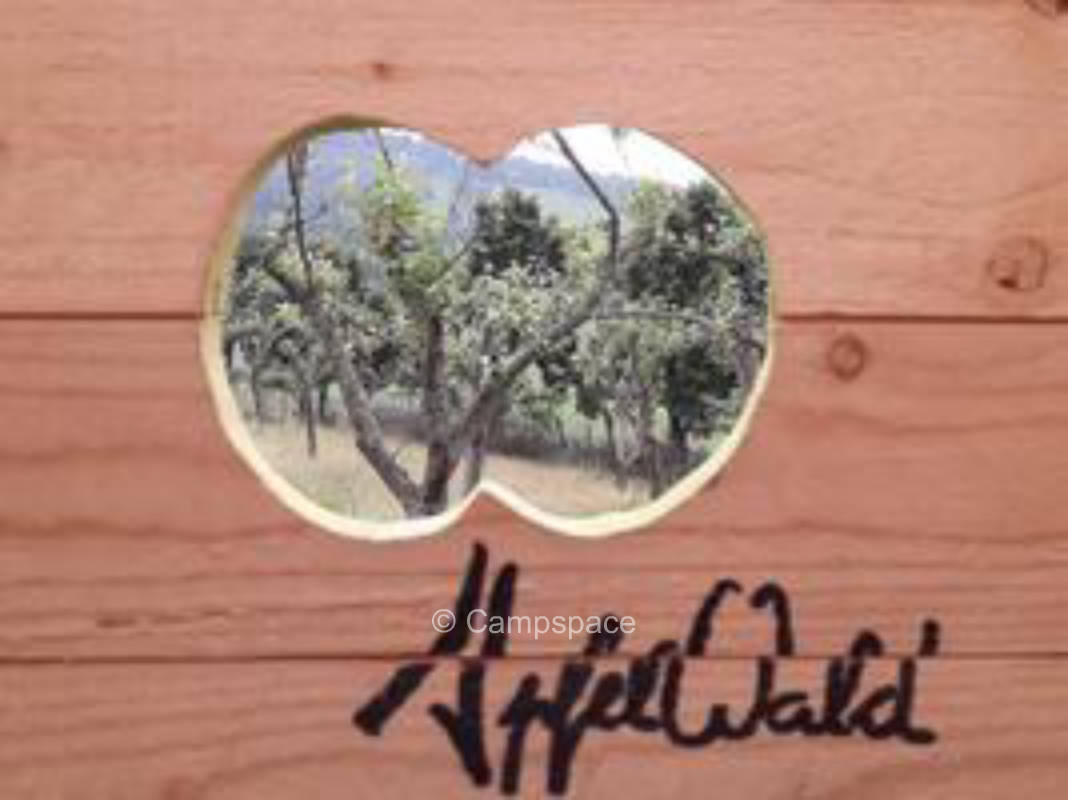 Alpaca farm at the apple forest