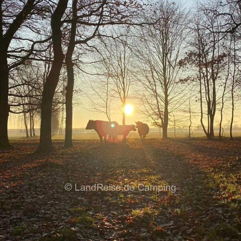 Stellplatz an Pferdeweide in Nähe zum Naturschutzgebiet