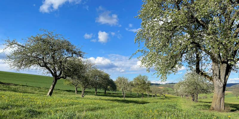 Im idyllischen baumgarten