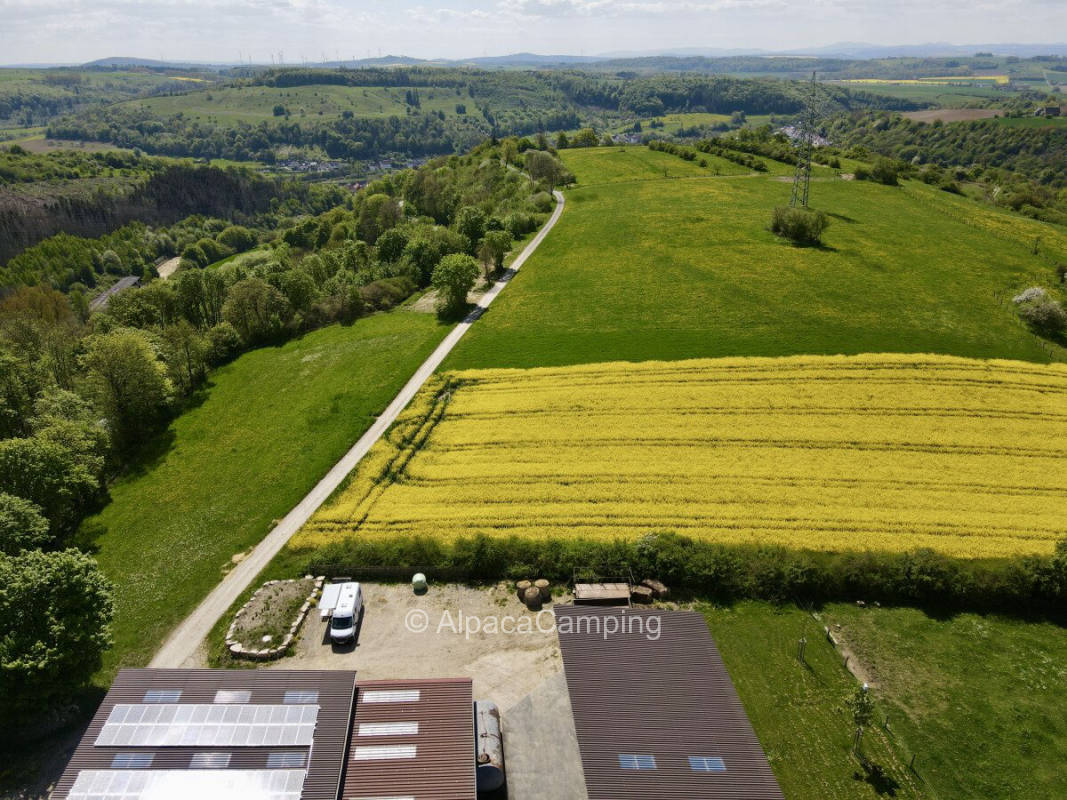 At the wildflower meadow #1