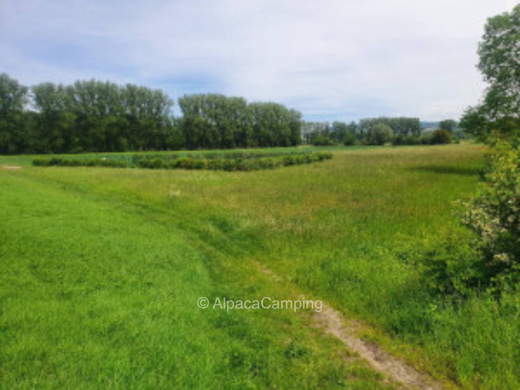 Beautiful summer meadow on the Weschnitz #1