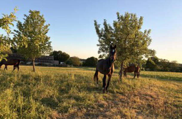 Camping auf Pferdekoppel