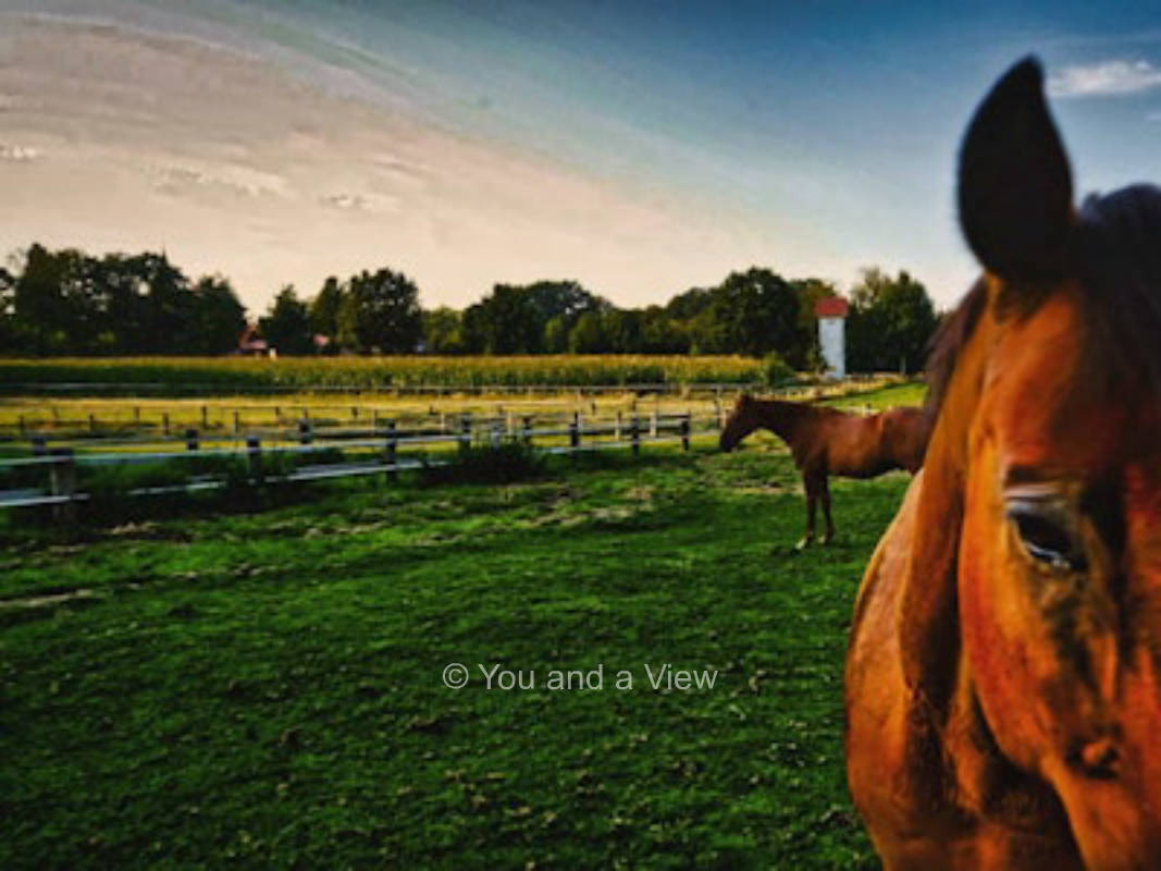 Pferdehof Hoppe - Innenhof
