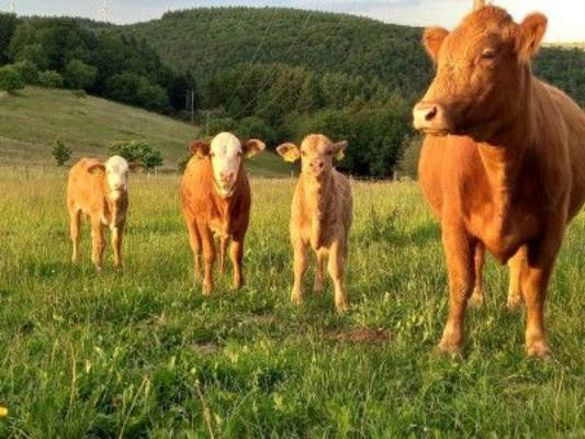 Platz auf dem Bio-Bauernhof am Schiefer-Wacken-Weg