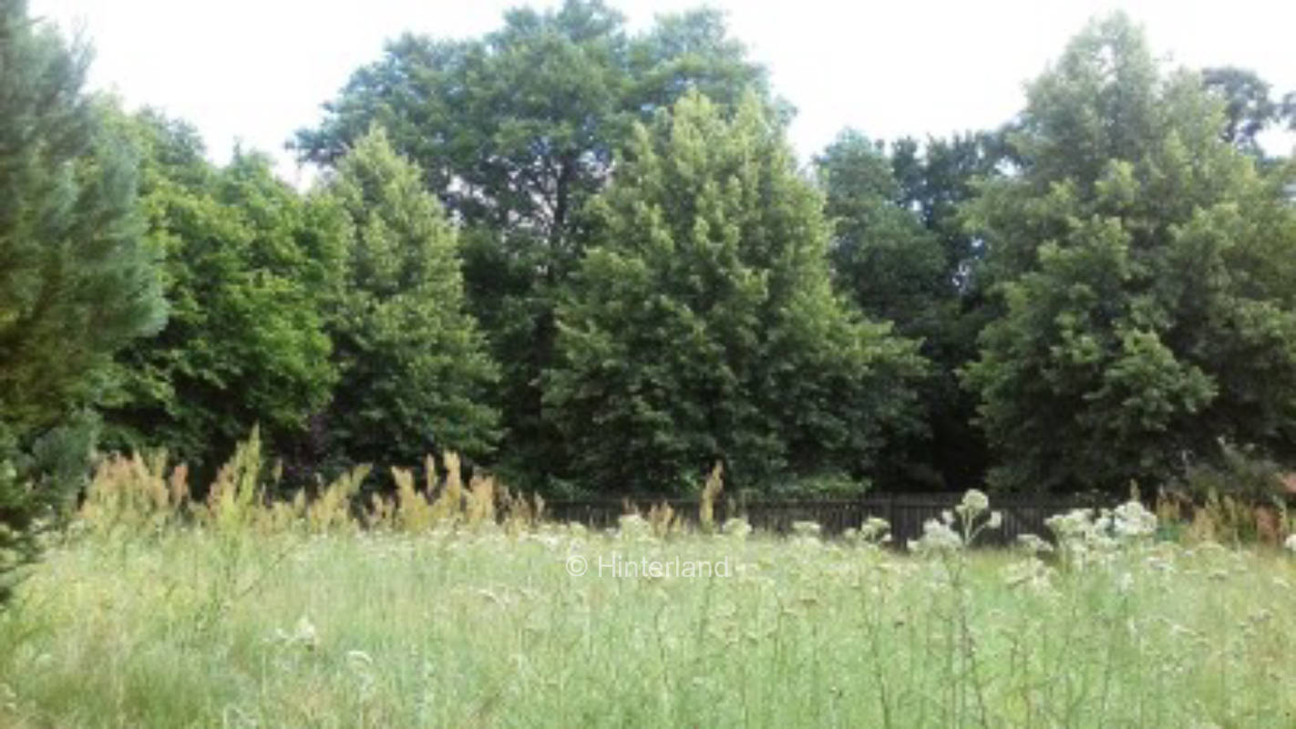 Overgrown garden in the Oder/Spree lake district