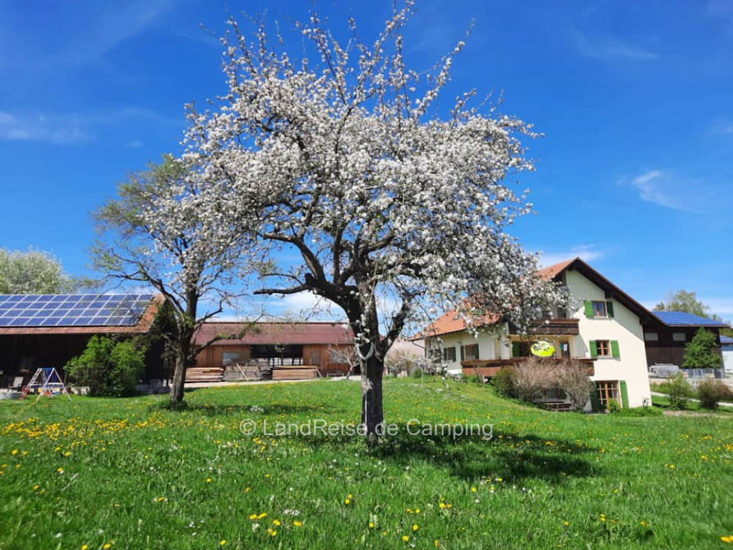Streuobstwiese mit Blick auf die Allgäuer Berge