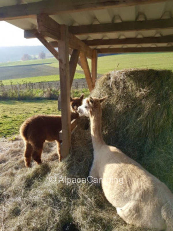 Stellplatz am Bauernhof auf der Wiese #1