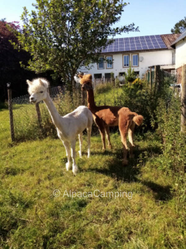 Stellplatz in Herzfennerhof #1