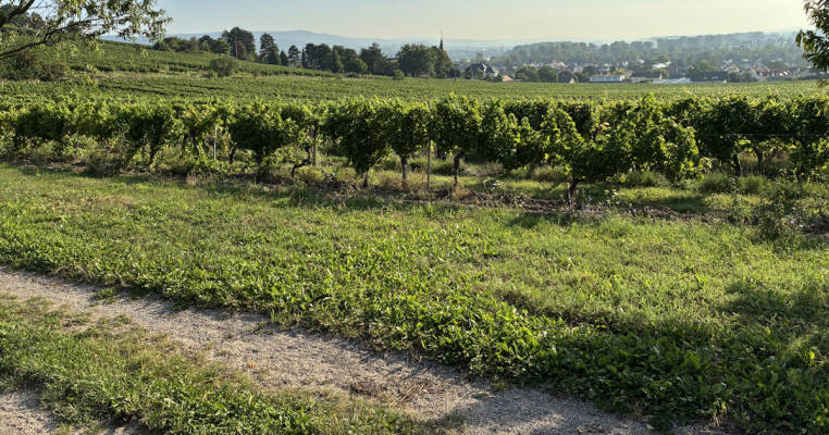 Lauschiger Platz inmitten der Weinberge am Binger Rochusberg