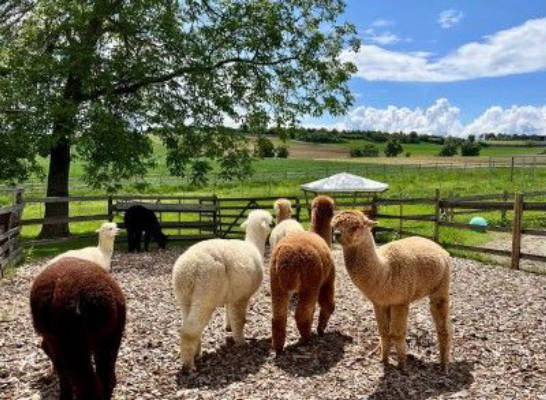 Camping at the Alpaca Farm: Your Weekend Getaway
