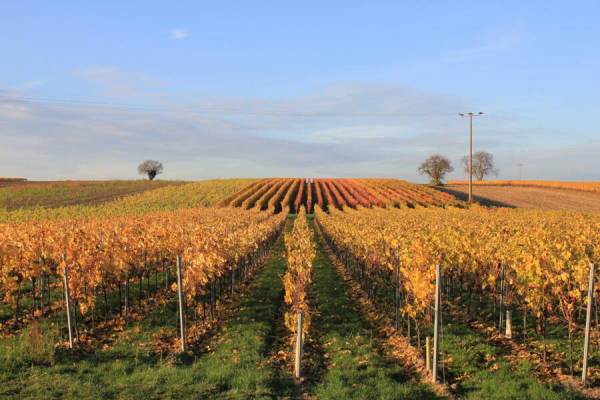 Camping spot among the vineyards (Campspace 8290)