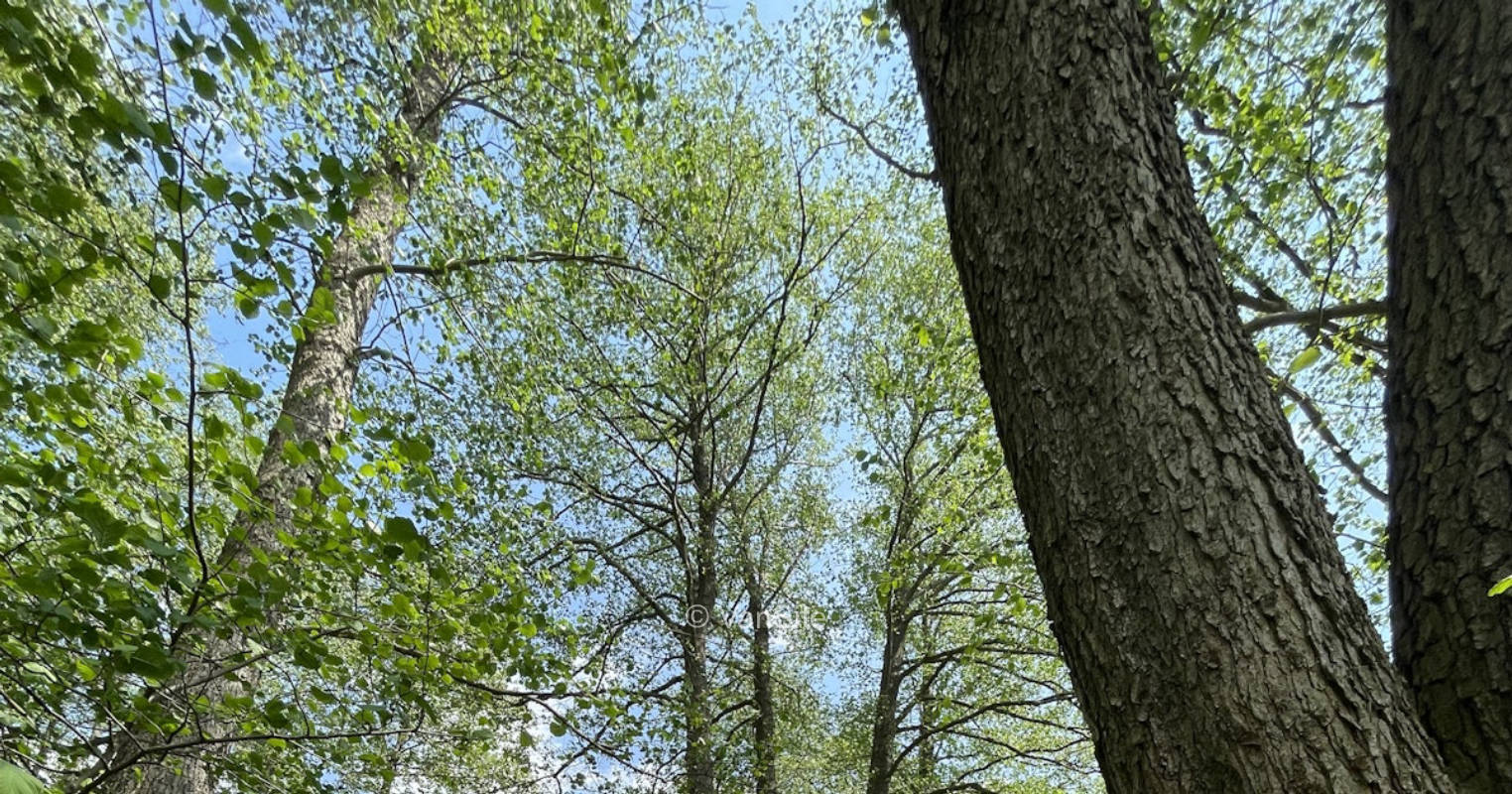 Naturnah am Jubelitzsee