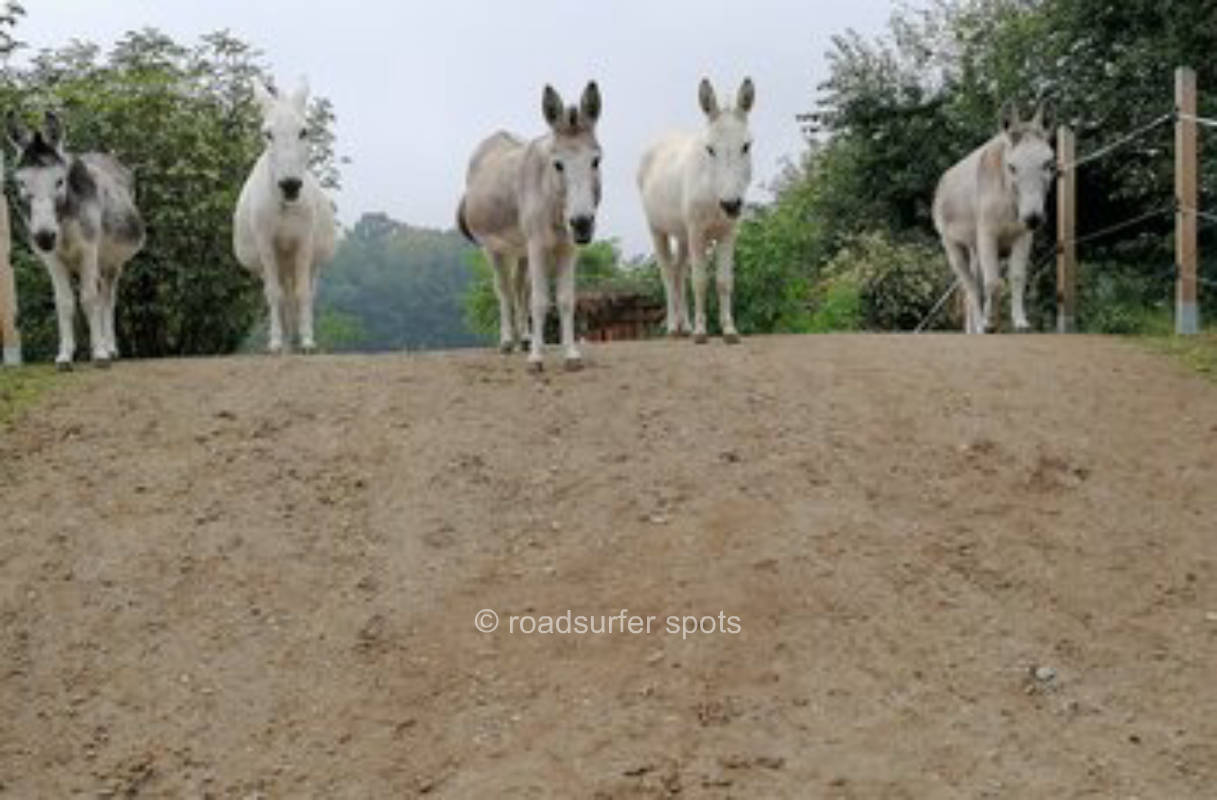 Auszeit auf dem Eselhof Nechern