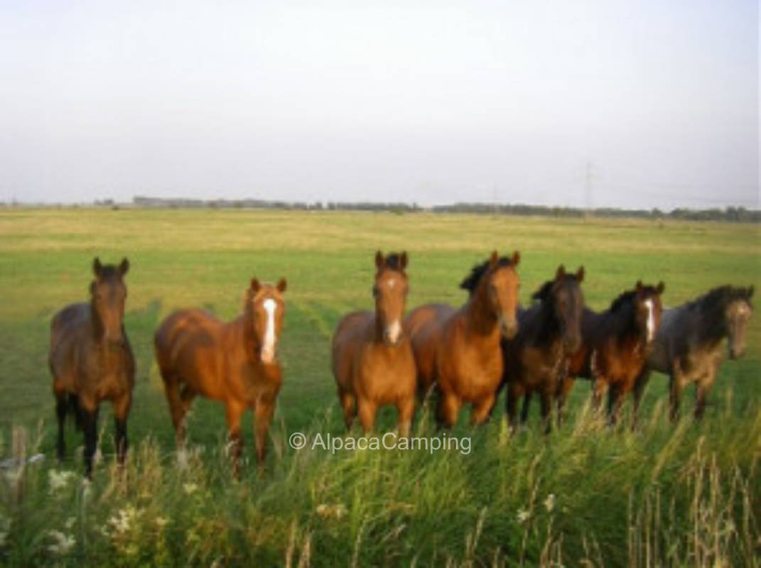 Horse farm North Frisia #5