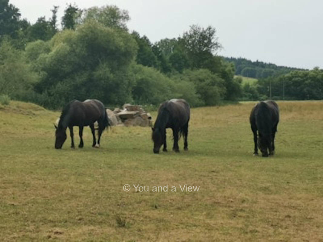 Auszeit am Bio Ziegenhof
