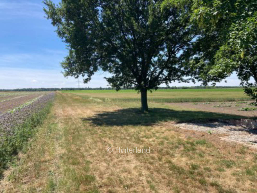 Square under the oak and surrounded by fields