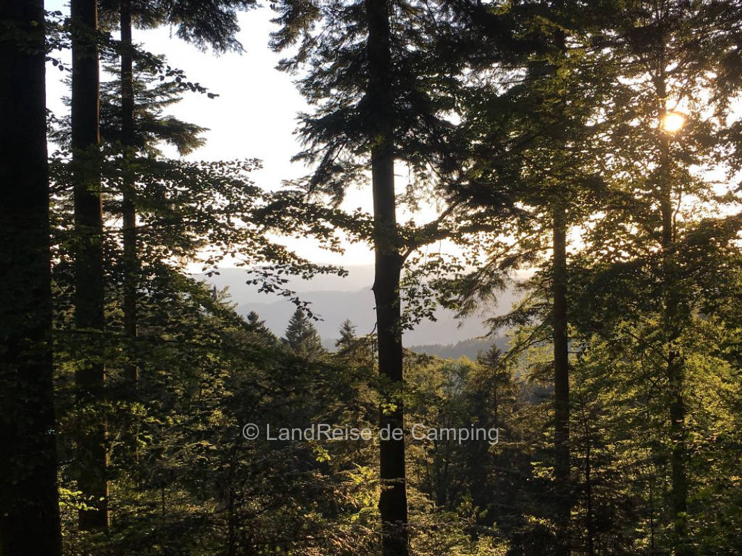 Pitch for self-sufficient campers next to the chickens on the edge of the forest