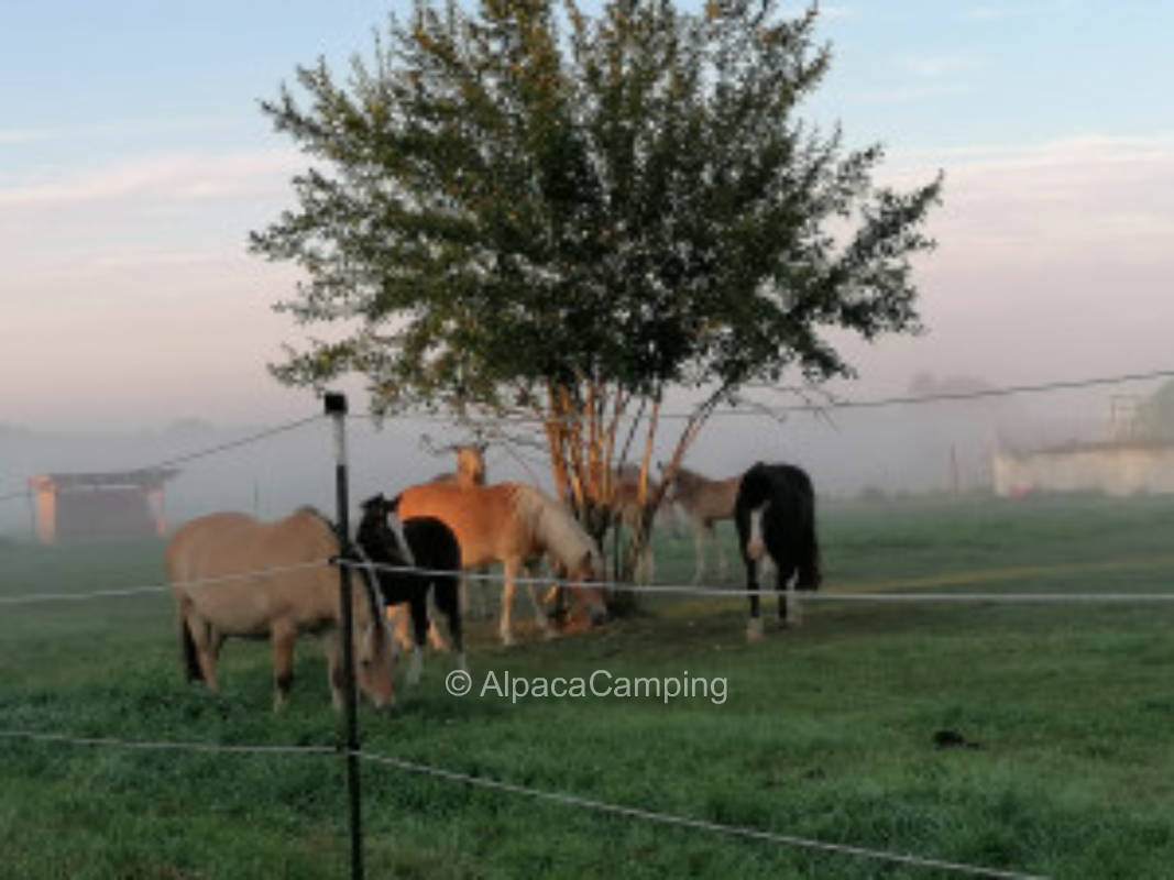 Farm store and Haflinger breeding #1