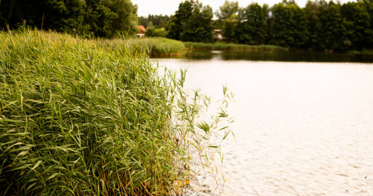 Wiese am Dorfrand Wokuhl (Nr.1)