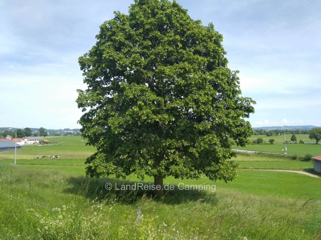 An der Schumpenlinde