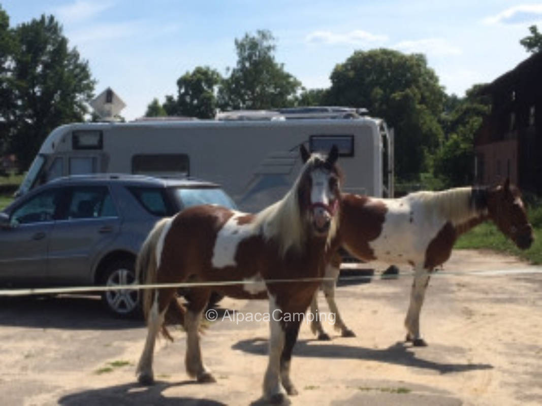 Pitch at the equestrian and vacation farm #2