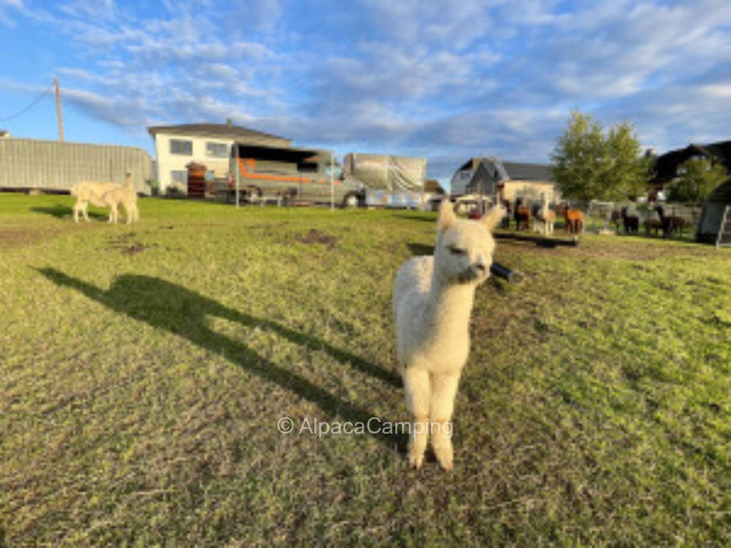 Dreaming with alpacas at the Iserbach loop #1